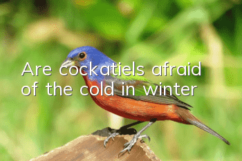 Are cockatiels afraid of the cold in winter?