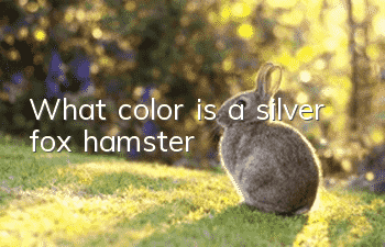 What color is a silver fox hamster?