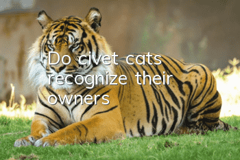 Do civet cats recognize their owners?