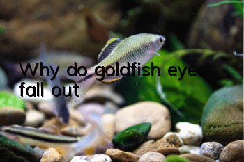 Why do goldfish eyes fall out?