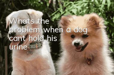 What's the problem when a dog can't hold his urine?