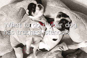 What to do if your dog has tracheal stenosis