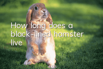 How long does a black-lined hamster live?