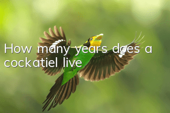 How many years does a cockatiel live?