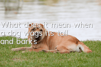 What does it mean when a dog wags its tail and barks?