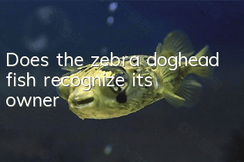 Does the zebra doghead fish recognize its owner?