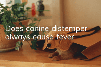 Does canine distemper always cause fever?