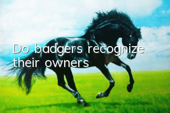 Do badgers recognize their owners?