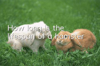 How long is the lifespan of a hamster?