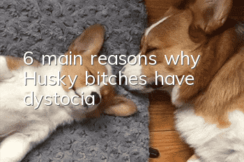 6 main reasons why Husky bitches have dystocia