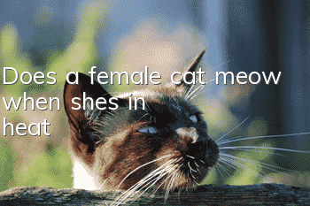 Does a female cat meow when she's in heat?