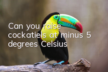 Can you raise cockatiels at minus 5 degrees Celsius?