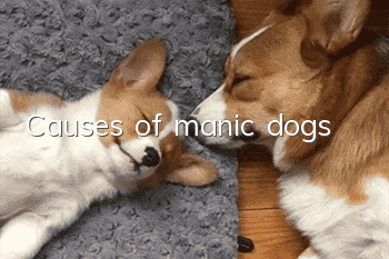 Causes of manic dogs