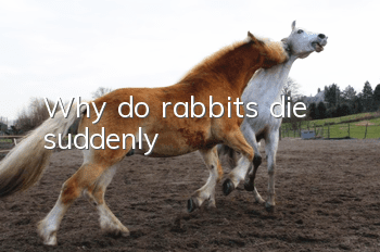 Why do rabbits die suddenly?