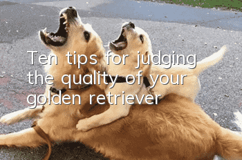 Ten tips for judging the quality of your golden retriever