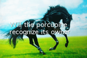 Will the porcupine recognize its owner?