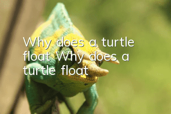 Why does a turtle float? Why does a turtle float?