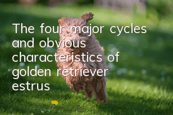 The four major cycles and obvious characteristics of golden retriever estrus