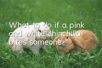 What to do if a pink and white chinchilla bites someone