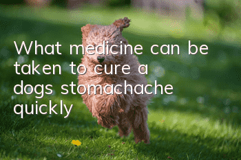 What medicine can be taken to cure a dog’s stomachache quickly?