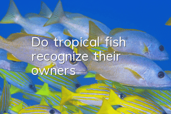 Do tropical fish recognize their owners?