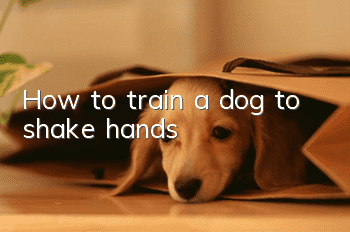 How to train a dog to shake hands?