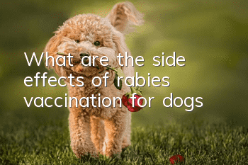 What are the side effects of rabies vaccination for dogs?