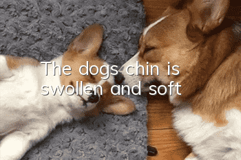 The dog's chin is swollen and soft