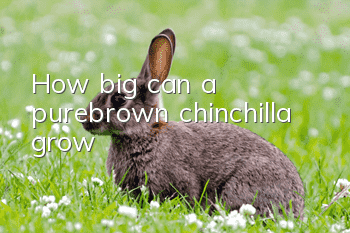 How big can a purebrown chinchilla grow?