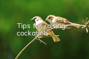 Tips for raising cockatiels