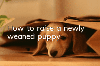 How to raise a newly weaned puppy