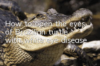 How to open the eyes of Brazilian turtle with white eye disease