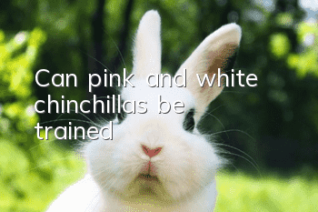 Can pink and white chinchillas be trained?