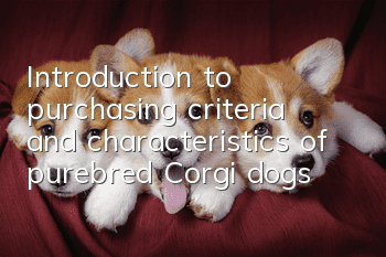 Introduction to purchasing criteria and characteristics of purebred Corgi dogs