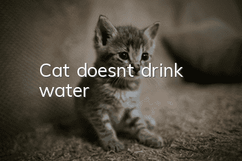 Cat doesn't drink water