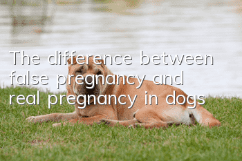 The difference between false pregnancy and real pregnancy in dogs