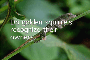 Do golden squirrels recognize their owners?