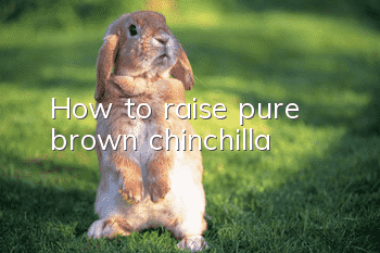 How to raise pure brown chinchilla