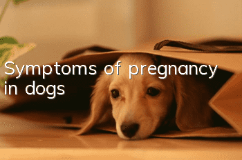 Symptoms of pregnancy in dogs