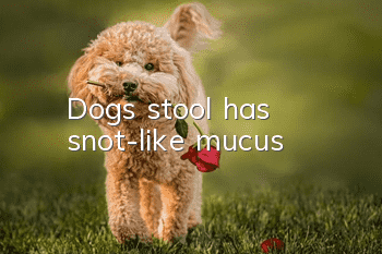 Dog's stool has snot-like mucus