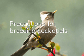 Precautions for breeding cockatiels