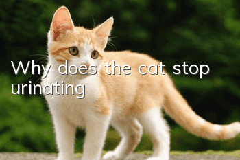 Why does the cat stop urinating?