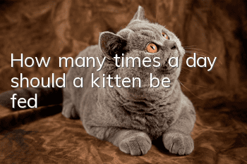 How many times a day should a kitten be fed?