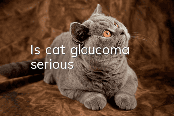 Is cat glaucoma serious?