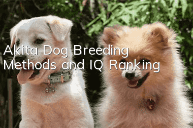 Akita Dog Breeding Methods and IQ Ranking