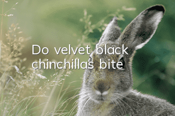 Do velvet black chinchillas bite?