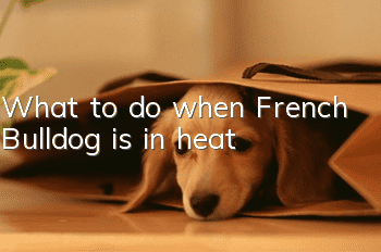 What to do when French Bulldog is in heat