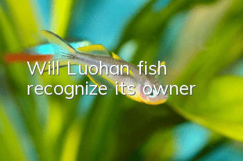 Will Luohan fish recognize its owner?