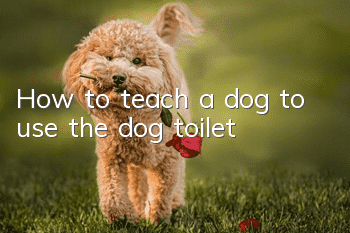 How to teach a dog to use the dog toilet?