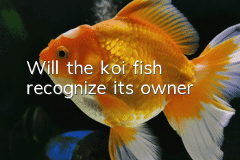 Will the koi fish recognize its owner?